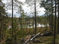FIN, Lapland, Inari 10, Saxifraga-Dirk Hilbers